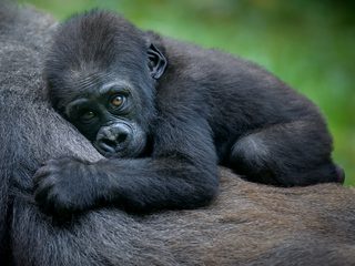 20210212175702-Volcanoes National Park baby mountain gorilla.jpg